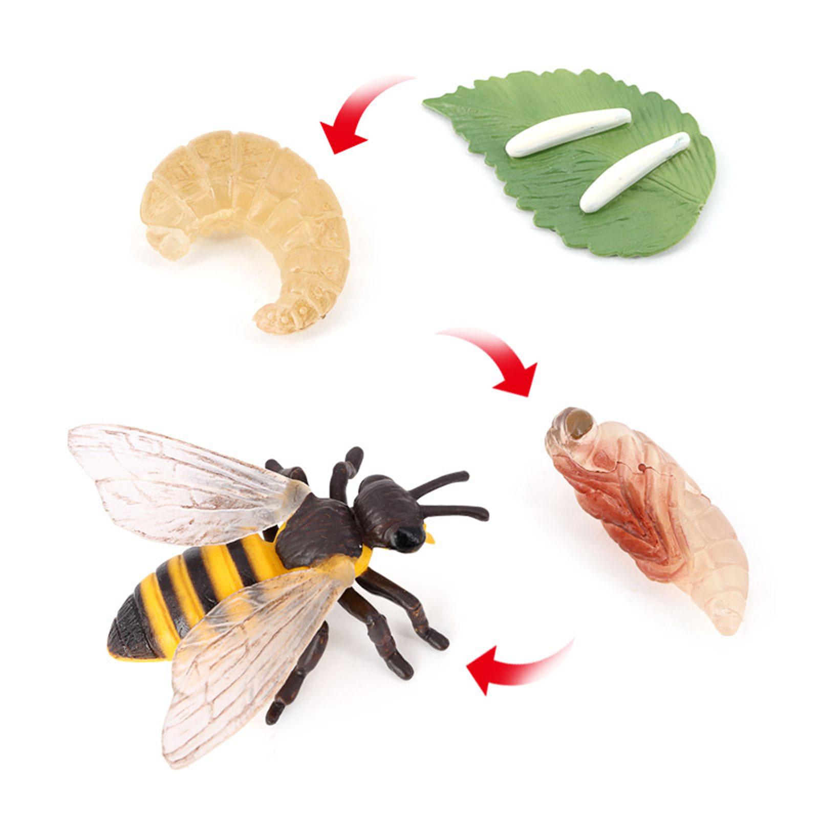 Animal Life Cycle Bee Model Ed – обзор и цена Kids Education Presentation